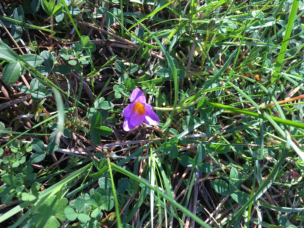Romulea bulbocodium
